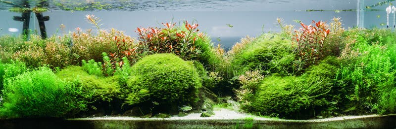 Alghe dell'acquario, elementi della flora nel fishbowl immagine stock Alghe dell'acquario, elementi della flora nel fishbowl immagine stock