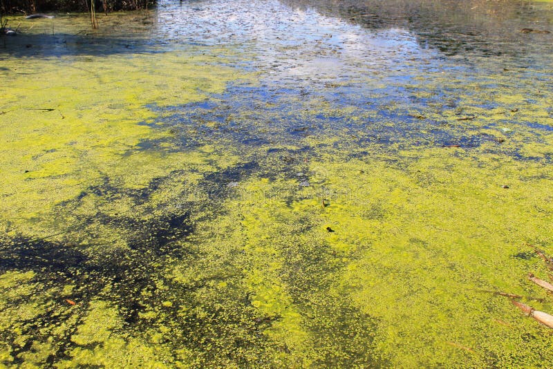 Alghe verdi e lenticchia d'acqua nell'acqua immagini stock