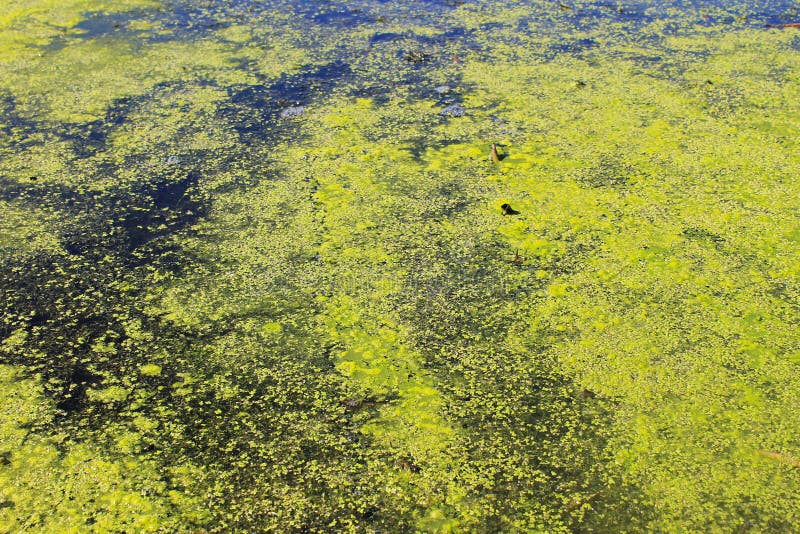 Alghe verdi e lemma in acqua fotografie stock