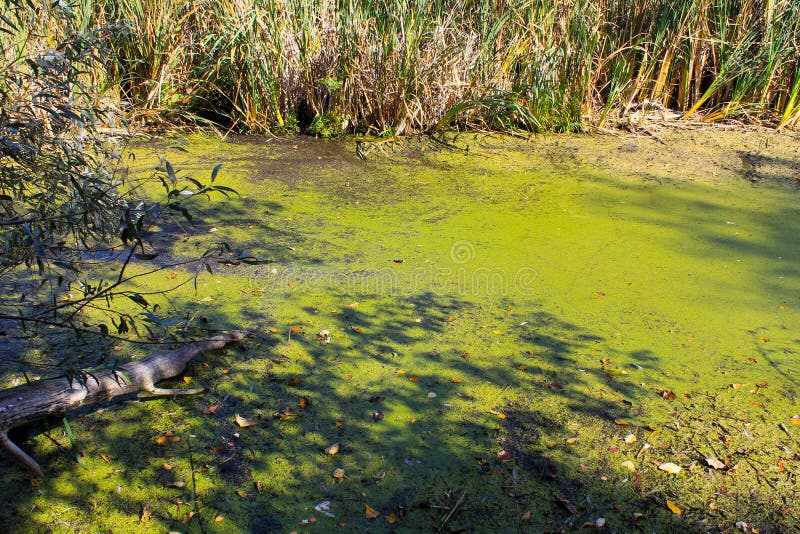 Alghe verdi e lenticchia d'acqua sulla superficie dell'acqua fotografia stock libera da diritti