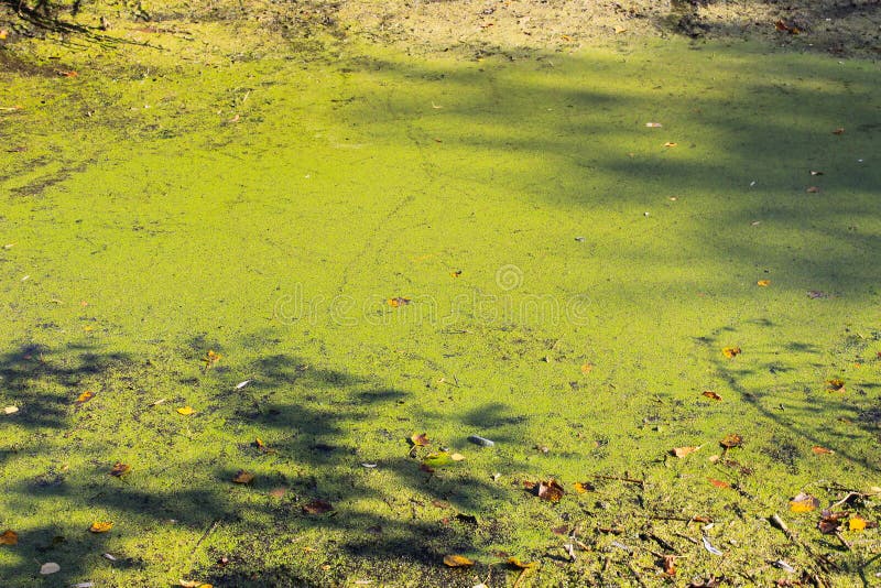 Alghe verdi e lemma nella superficie dell'acqua fotografia stock libera da diritti