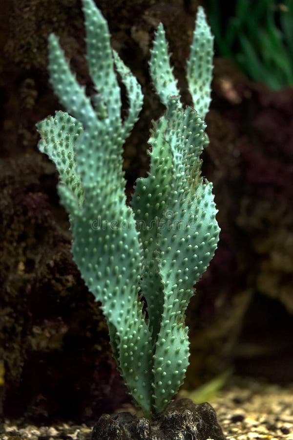 Alghe verdi per l'acquario fotografie stock libere da diritti Alghe verdi per l'acquario fotografie stock libere da diritti