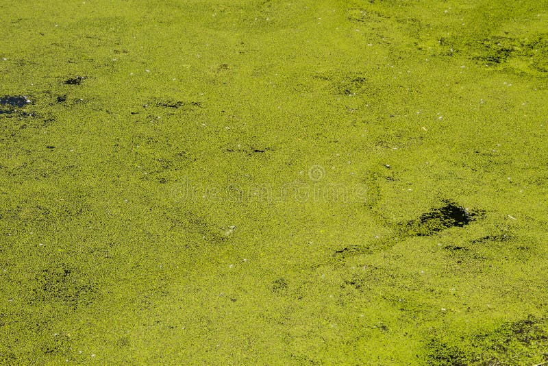 Alghe verdi sulla superficie dell'acqua fotografia stock libera da diritti
