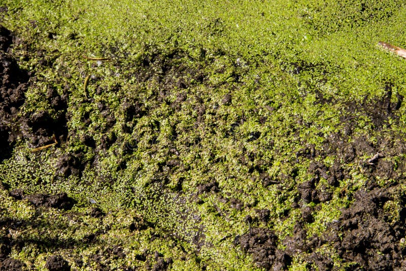 Alghe verdi sulla superficie dell'acqua immagine stock
