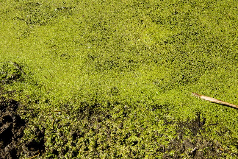 Alghe verdi sulla superficie dell'acqua immagine stock