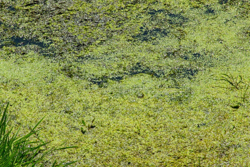 Lenticchia d'acqua verde sulla superficie dell'acqua fotografie stock