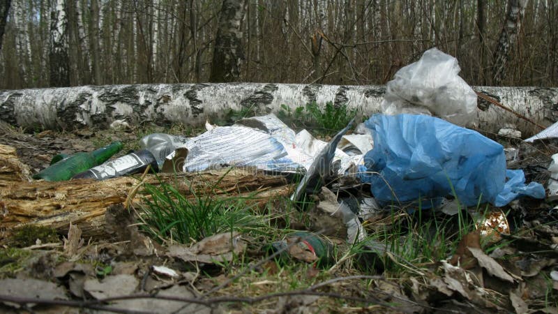 Algo de basura en el tiempo de vista de zoomina del bosque de abedules almacen de metraje de vídeo
