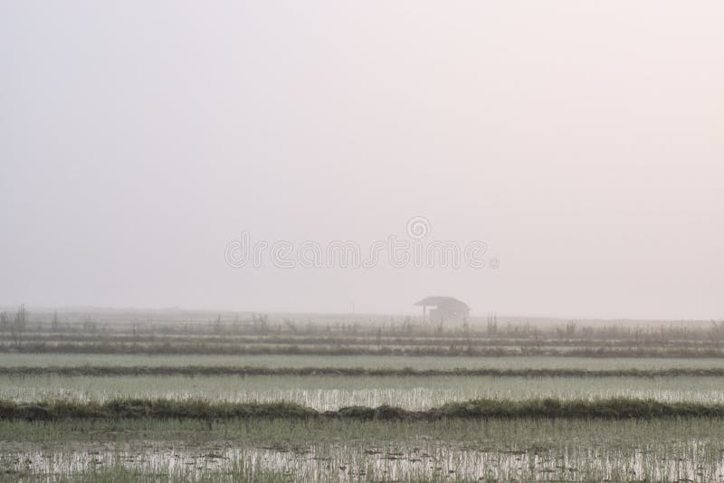 Algodão no setor do arroz