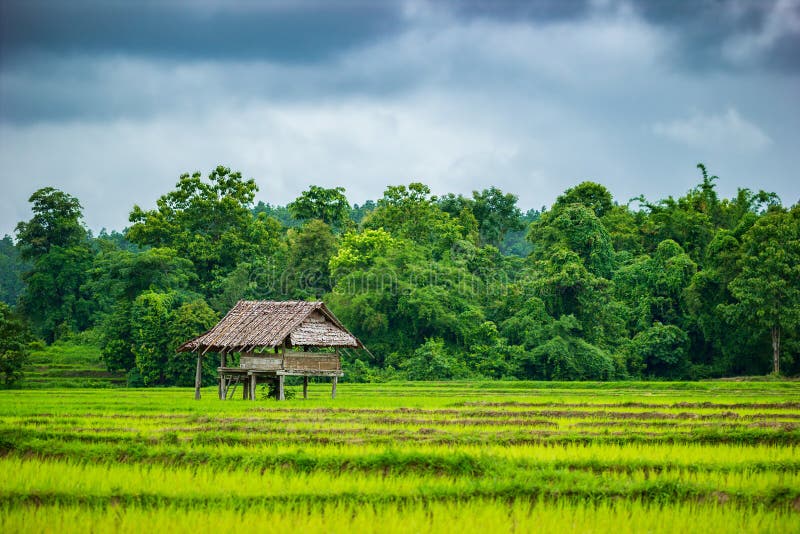 AlgodÃ£o nos campos de arroz