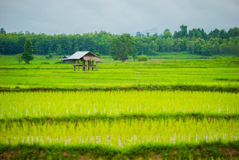 Algodão nos campos de arroz