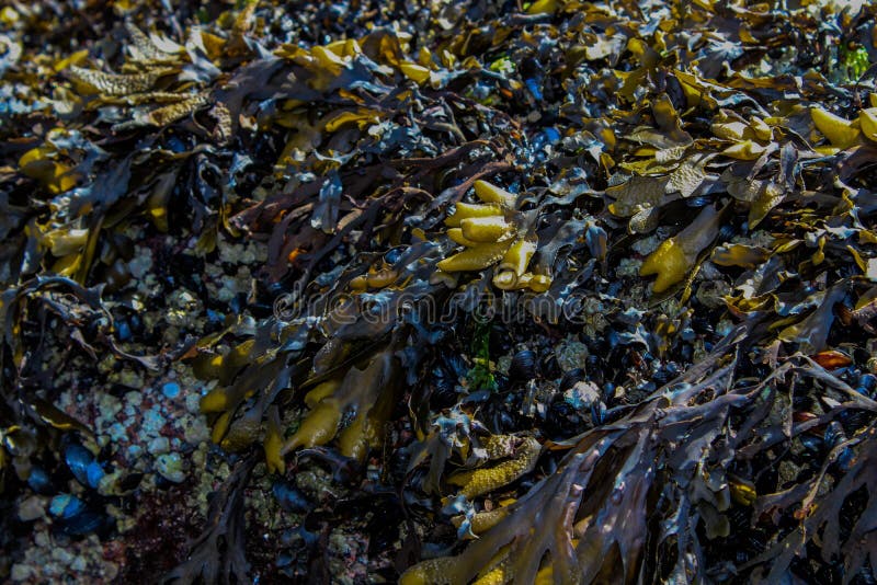 Algue jaune et pourpre photo stock Algue jaune et pourpre photo stock