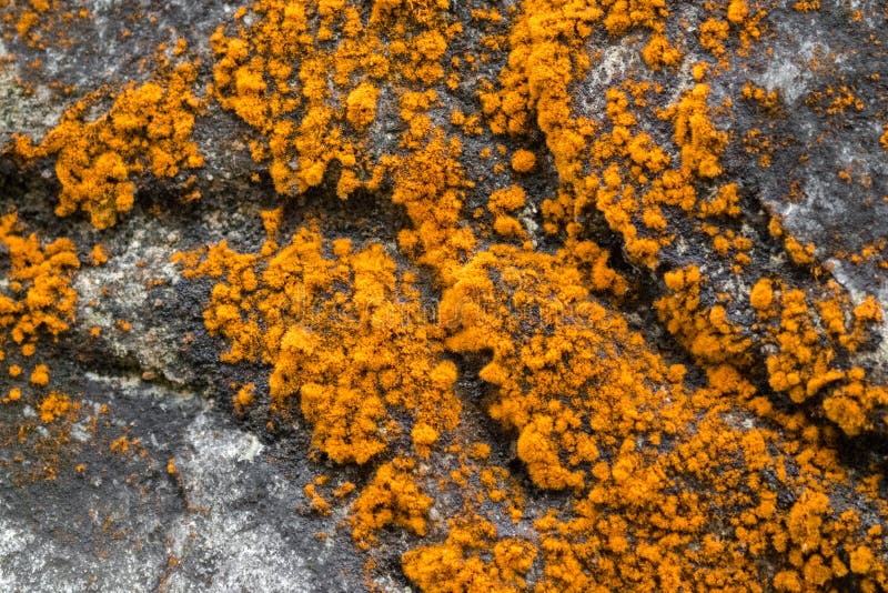 Algue verte d'algues jaune-orange s'élevant sur des roches chez Fraser’s images stock Algue verte d'algues jaune-orange s'élevant sur des roches chez Fraser’s images stock