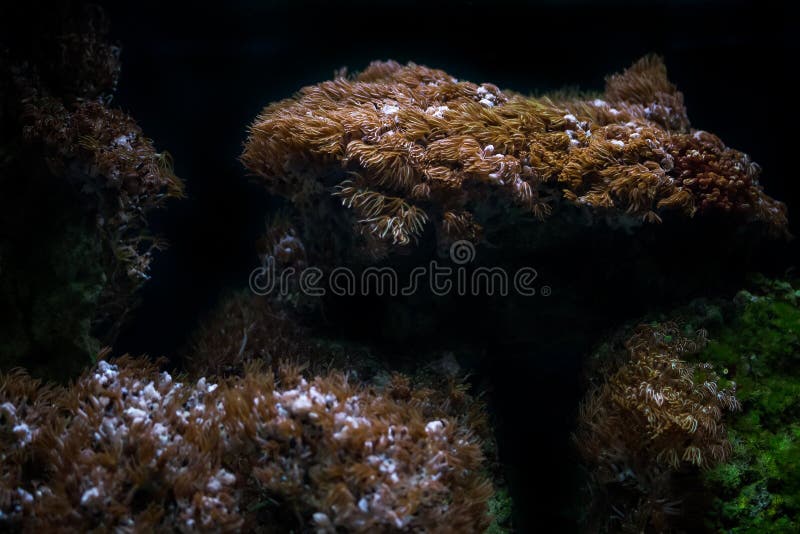 Algues pour l'aquarium image stock Algues pour l'aquarium image stock