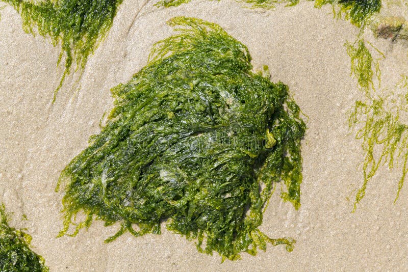 Algues vertes sur le sable de la plage image stock Algues vertes sur le sable de la plage image stock