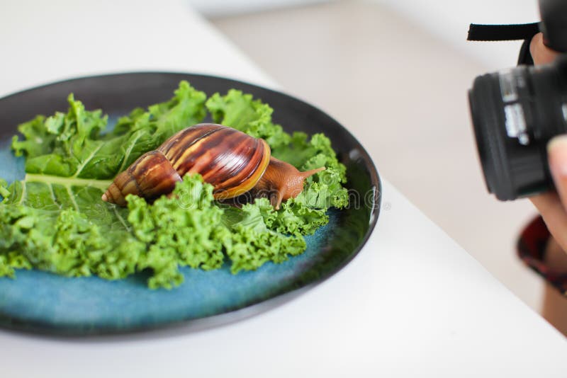 Alguien está tomando imágenes del caracol grande de Achatina en las hojas de la ensalada verde en la placa azul marino en foco se fotos de archivo libres de regalías Alguien está tomando imágenes del caracol grande de Achatina en las hojas de la ensalada verde en la placa azul marino en foco se fotos de archivo libres de regalías