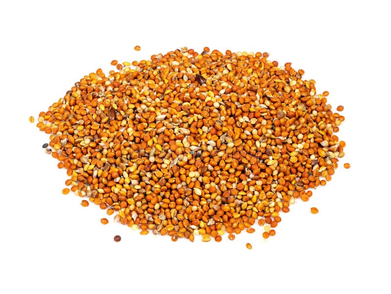 algumas-sementes-de-chumiza-siberian-millet-em-branco-foto-de-stock