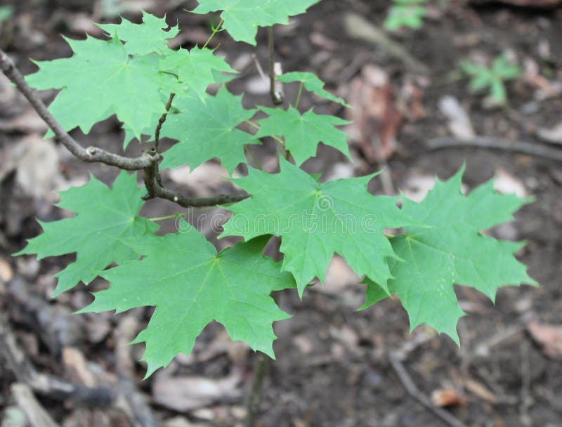 Algunas De Hojas Del Rapunzel Aisladas En Cierre Azul Del Fondo Para