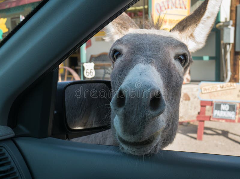 Wild Burro on Route 66 in Oatman, Arizona. Wild Burro on Route 66 in Oatman, Arizona