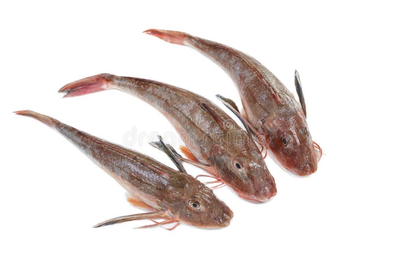 Algunos surmullets o salmonetes rojos rayados en un fondo blanco fotografía de archivo Algunos surmullets o salmonetes rojos rayados en un fondo blanco fotografía de archivo