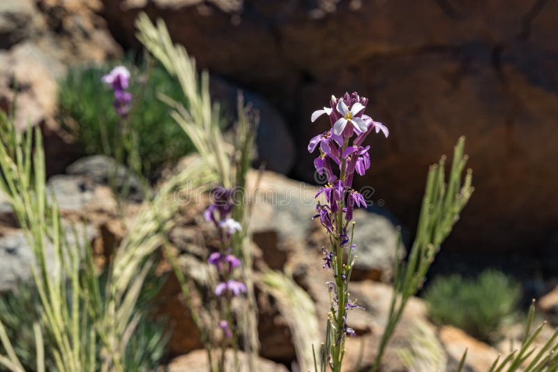 Alhelí floreciente hermoso de Teide - scoparium del Erysimum - rodeado por los pedazos de lava y de basalto Foco selectivo Parque fotografía de archivo libre de regalías Alhelí floreciente hermoso de Teide - scoparium del Erysimum - rodeado por los pedazos de lava y de basalto Foco selectivo Parque fotografía de archivo libre de regalías