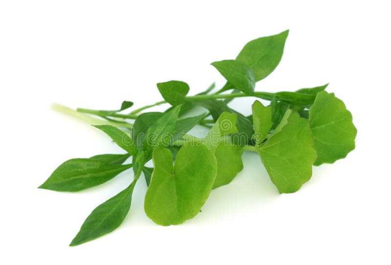 Medicinal herbs â€“ henna with thankuni over white background. Medicinal herbs â€“ henna with thankuni over white background