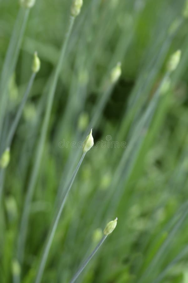 Slender false garlic flower bud - Latin name - Nothoscordum gracile. Slender false garlic flower bud - Latin name - Nothoscordum gracile