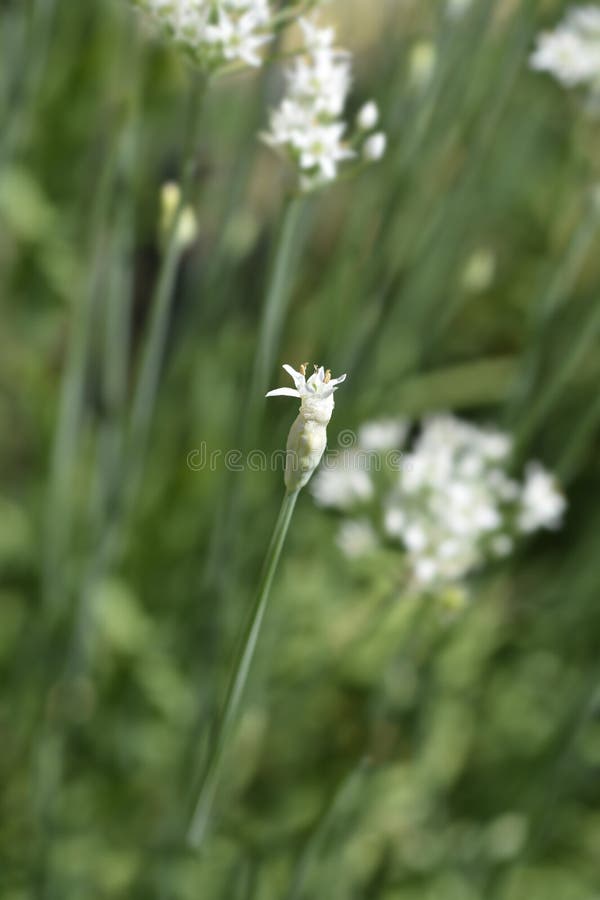 Slender false garlic flower bud - Latin name - Nothoscordum gracile. Slender false garlic flower bud - Latin name - Nothoscordum gracile