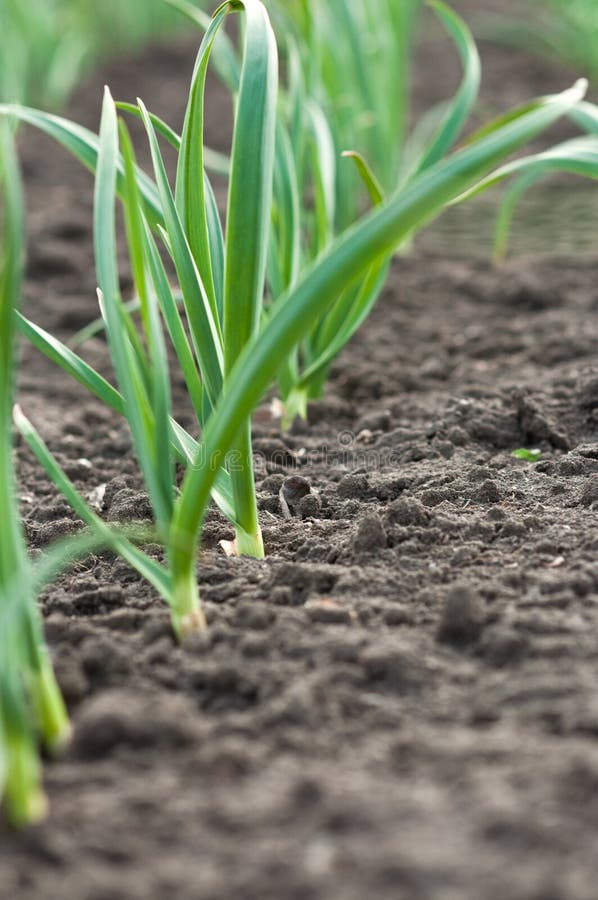 Alho novo imagem de stock royalty free