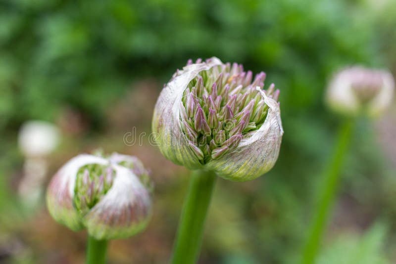 Alho poró de florescência foto de stock royalty free Alho poró de florescência foto de stock royalty free