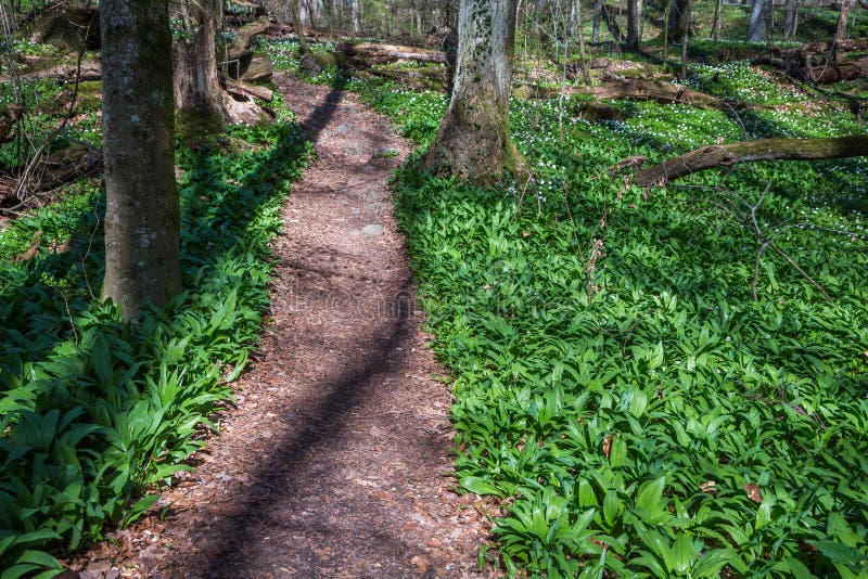 Alho selvagem ao longo de um trajeto foto de stock royalty free