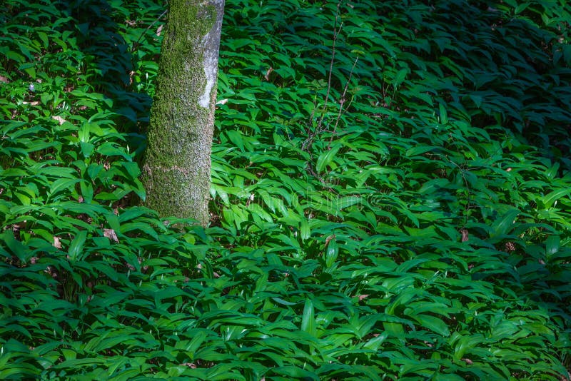 Alho selvagem novo nas madeiras imagens de stock