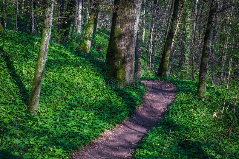 Alho selvagem que cresce na floresta fotografia de stock