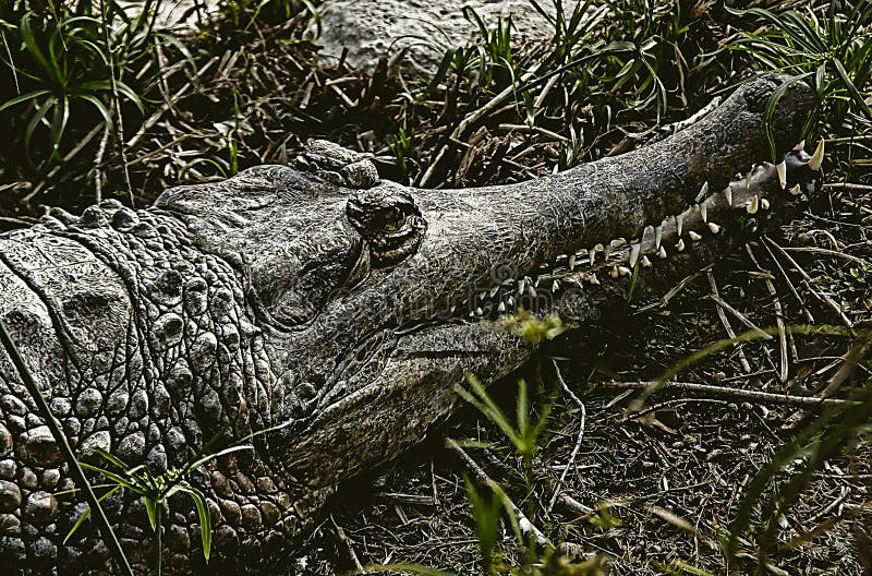 Aligator jest częściowo zanurzony w trawie i suchych liściach. obrazy stock