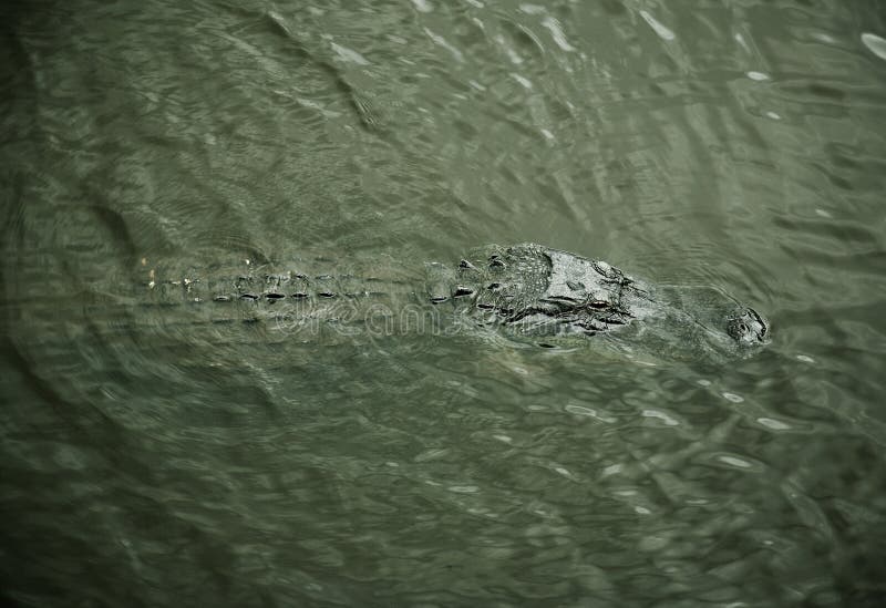 Aligator resting on the river. Myakka River stock images Aligator resting on the river. Myakka River stock images