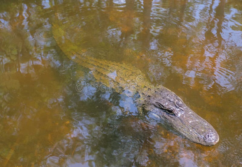 Aligator w wodzie za Dużej Cyprysowej prezerwie obrazy royalty free Aligator w wodzie za Dużej Cyprysowej prezerwie obrazy royalty free