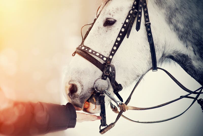 Meia Cara Do Cavalo Branco Que Olha Para a Frente No Salto Da Mostra Ou Na  Competição Do Adestramento, Fundo Verde Do Borrão Imagem de Stock - Imagem  de equestre, vestimenta: 103675209