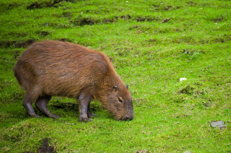 Alimentación Capibara Femenina Imagen de archivo - Imagen de animal,  salvaje: 169968541