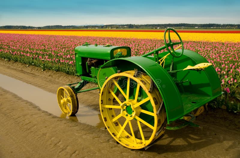 Vintage John Deere tractor in the tulip fields of Skagit Valley, WA. Vintage John Deere tractor in the tulip fields of Skagit Valley, WA