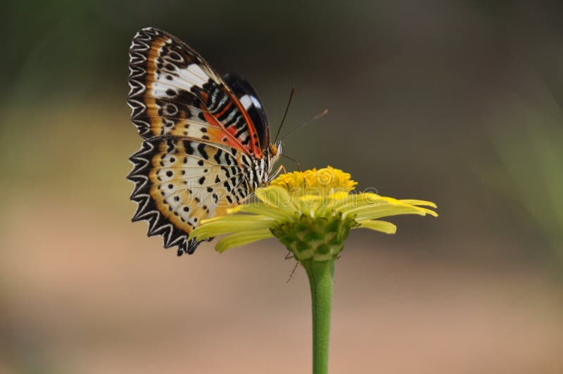 Migrating Monarch butterfly feeding on a bright yellow zinnia in a garden. Migrating Monarch butterfly feeding on a bright yellow zinnia in a garden