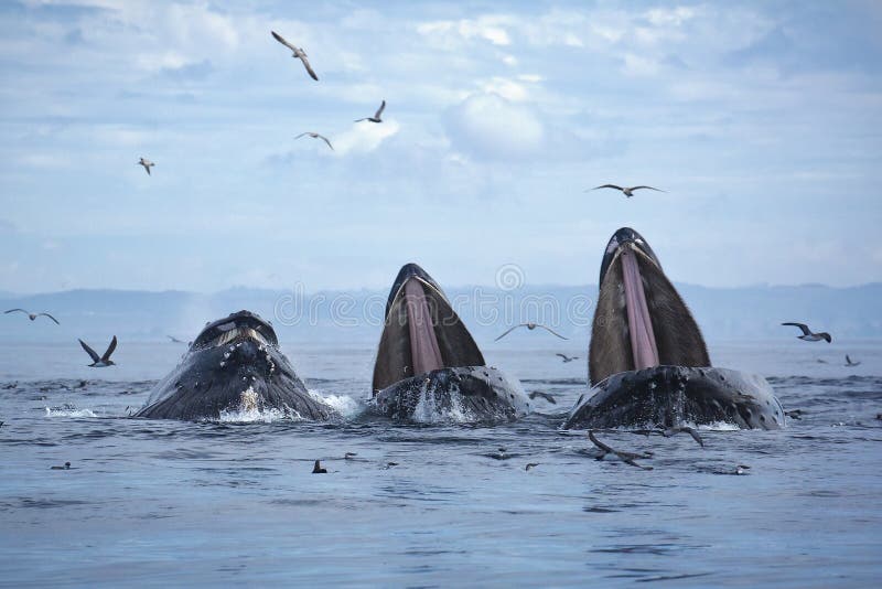 Alimentation de mouvement brusque de baleines de bosse