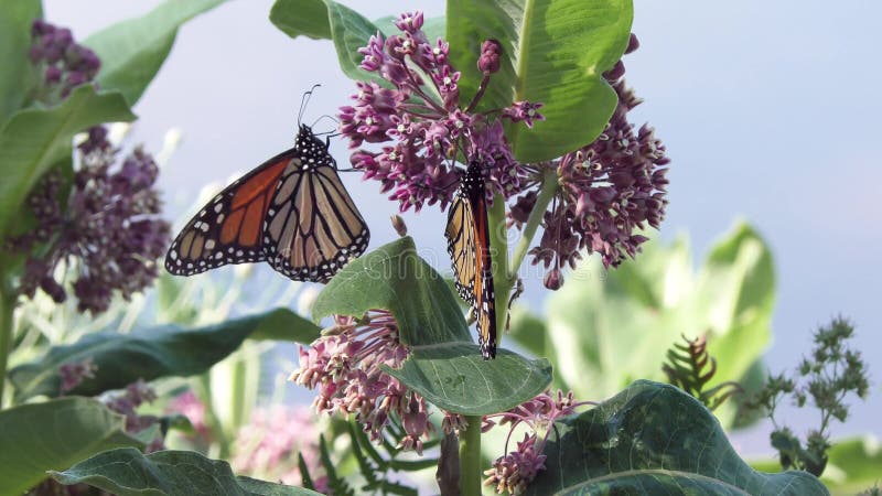 Alimentation de papillon de monarque sur le milkweed