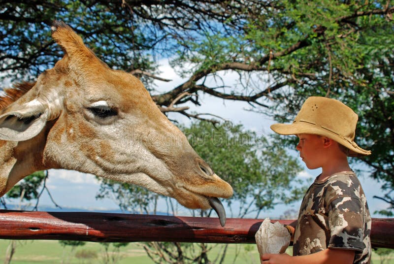 Alimentation des enfants une giraffe image stock Alimentation des enfants une giraffe image stock