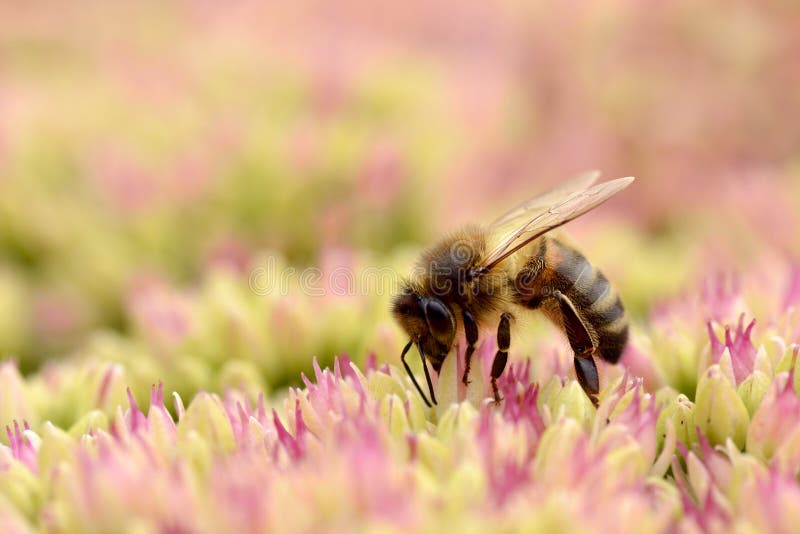 Alimentazione apicola del miele sul fiore di sedum fotografia stock libera da diritti Alimentazione apicola del miele sul fiore di sedum fotografia stock libera da diritti