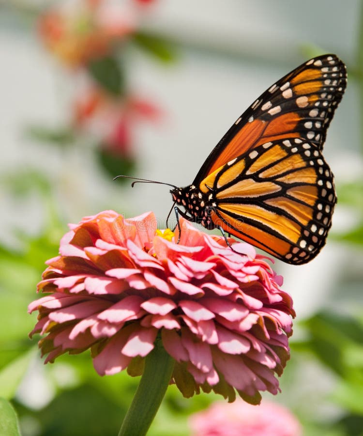 Alimentazione della farfalla di monarca