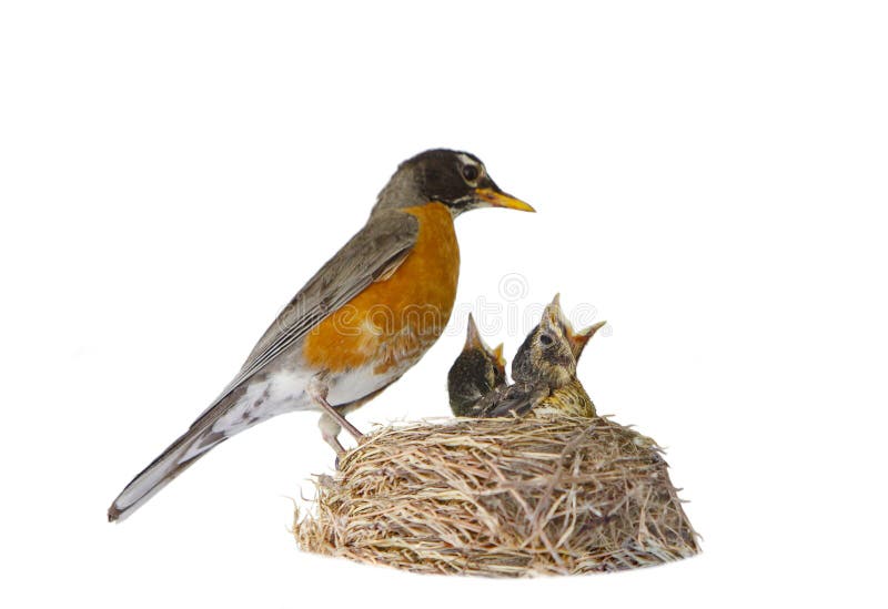 Female American robin feeding her babies isolated over white. Female American robin feeding her babies isolated over white