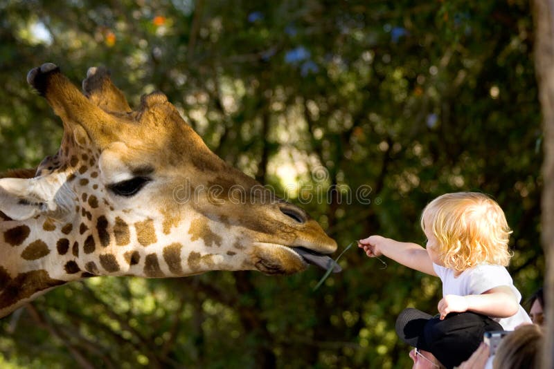 Alimentação de crianças um Giraffe