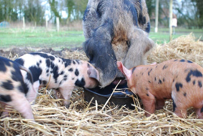 Oxford e Porcos Negros de Oxford e Leitões a alimentar-se imagens de stock royalty free