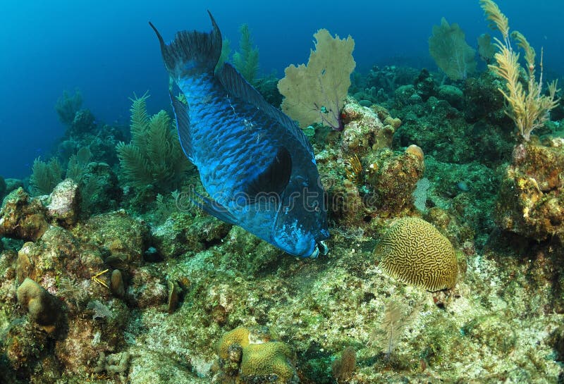 Midnight parrot fish feeding on coral reef in sea. Midnight parrot fish feeding on coral reef in sea.