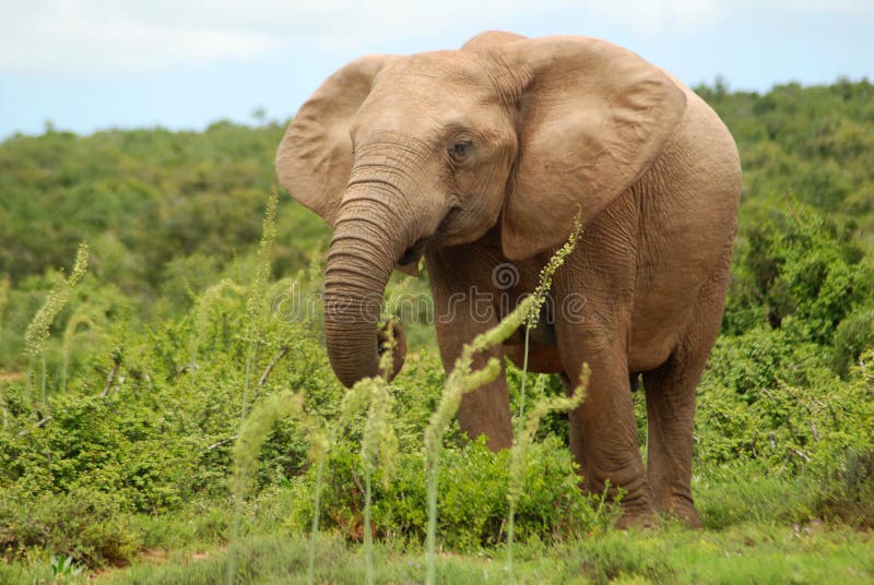 Full body of a beautiful big African Elephant grazing in the bushes of a game park in South Africa. Full body of a beautiful big African Elephant grazing in the bushes of a game park in South Africa