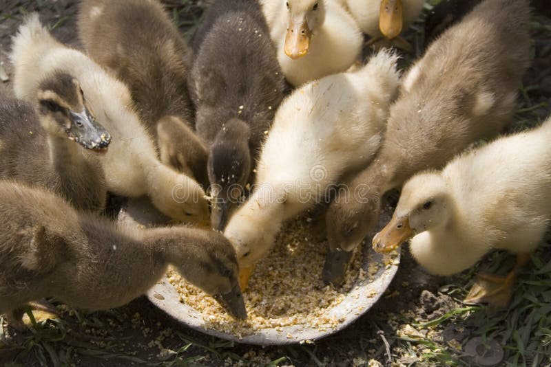 Alimentação Pequena Dos Patos Foto de Stock Imagem de tradicional